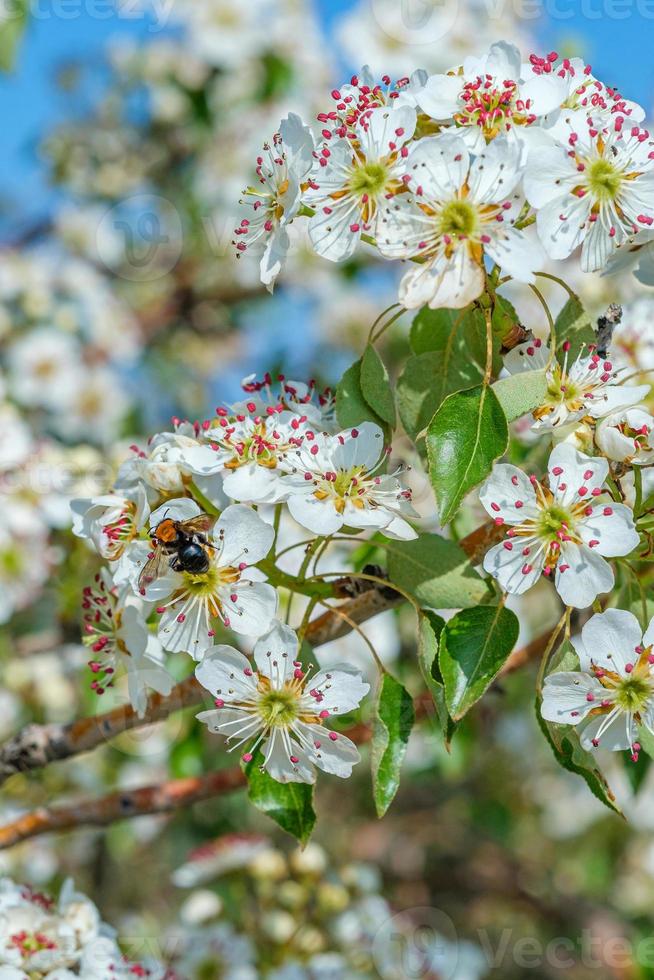 Almond blossom with bee photo