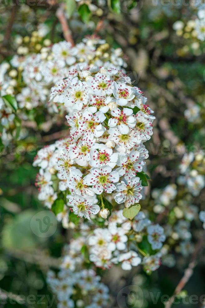 flor de almendro con abeja foto