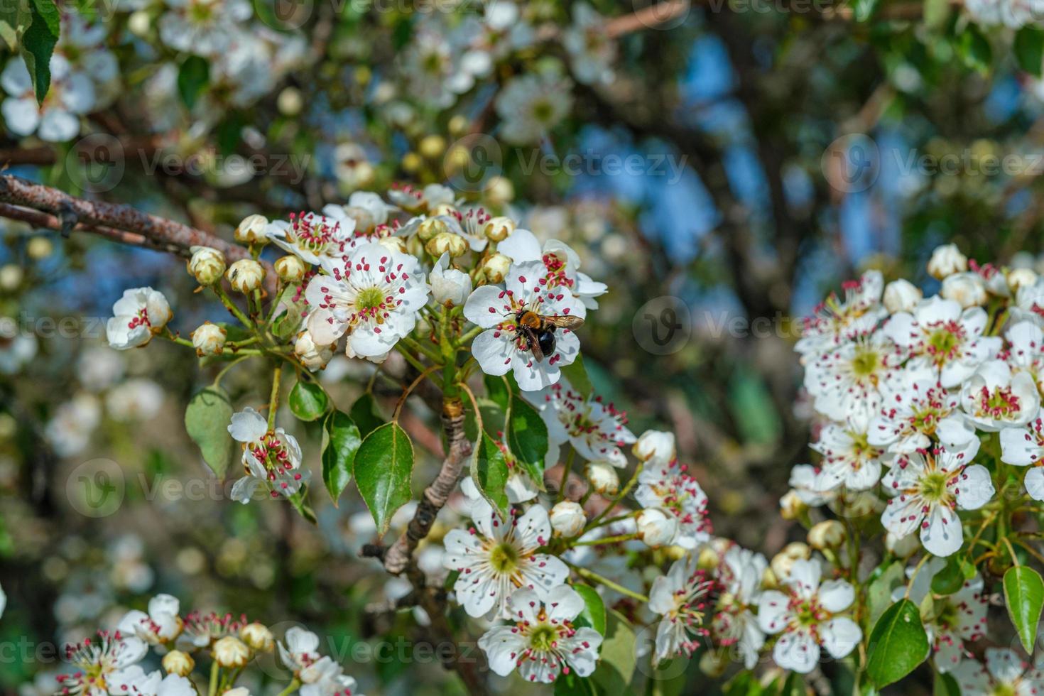 Almond blossom with bee photo