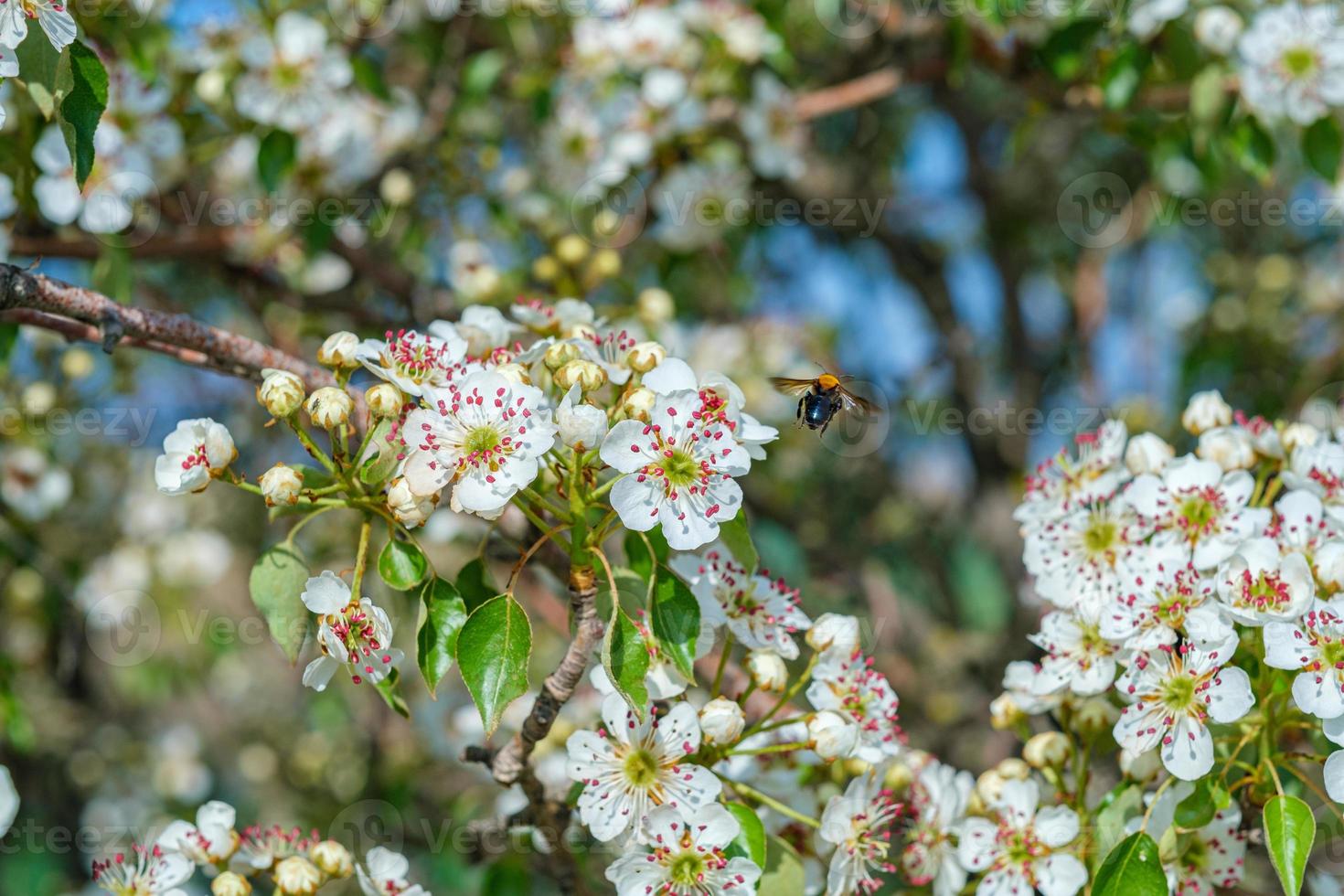 flor de almendro con abeja foto