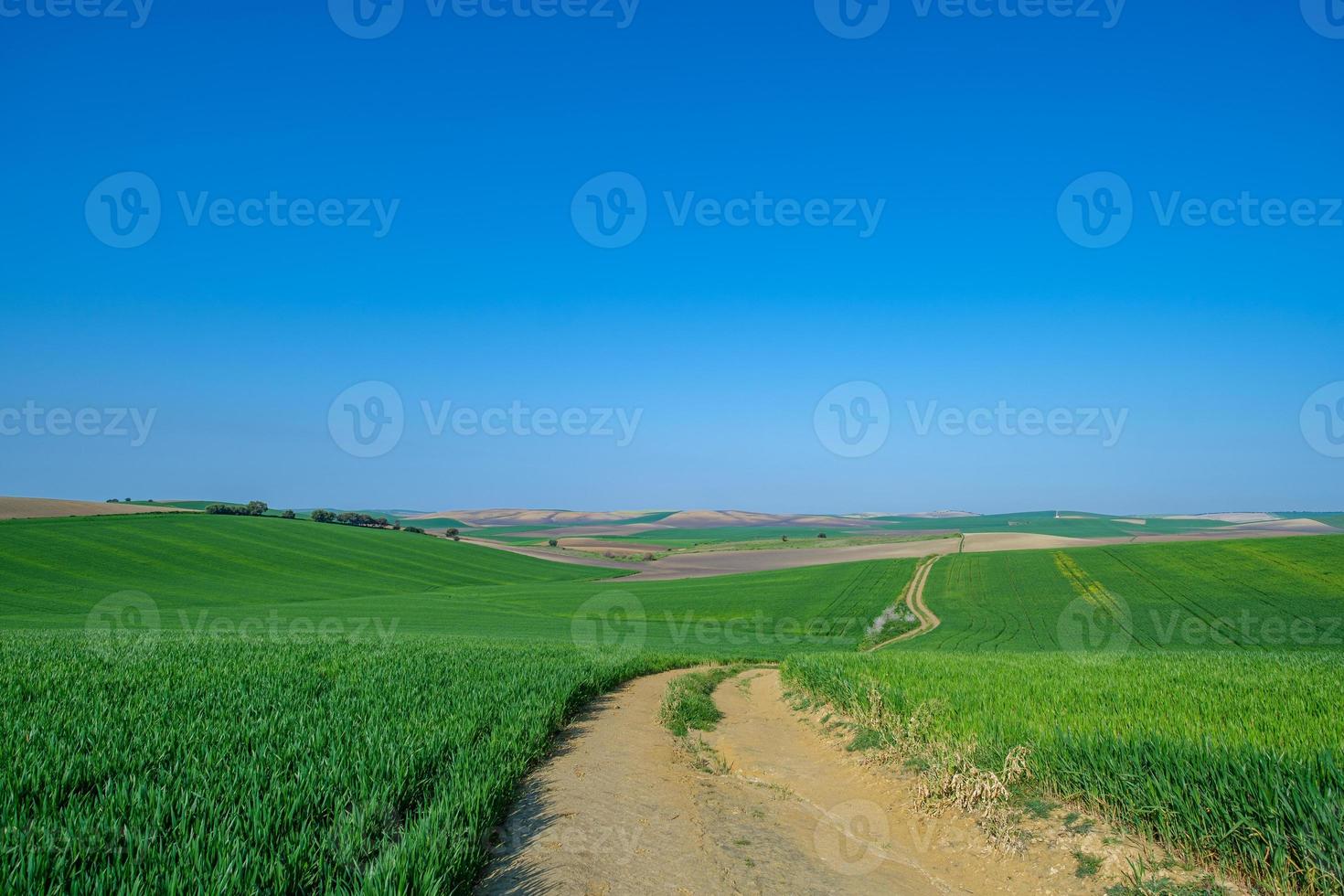 campo sembrado verde con cielo azul foto