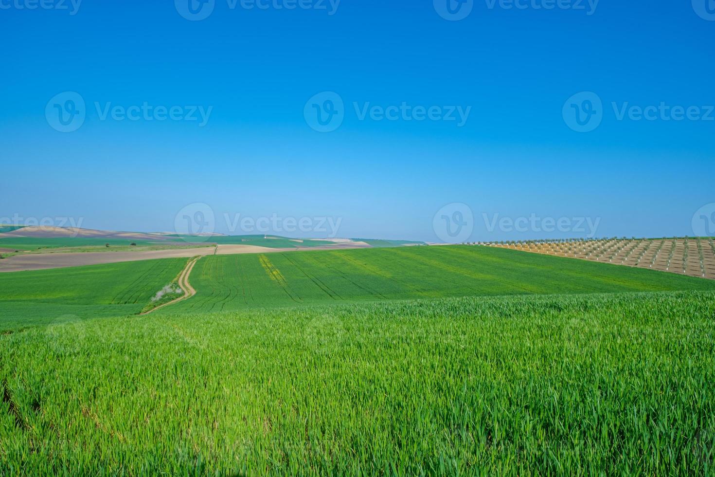 campo sembrado verde con cielo azul foto