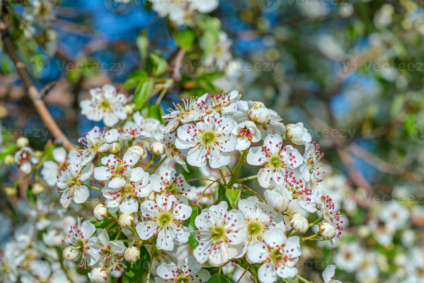 Almond blossom with bee photo