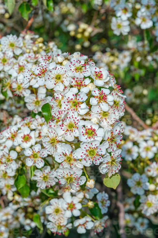 hermosa flor de almendro foto