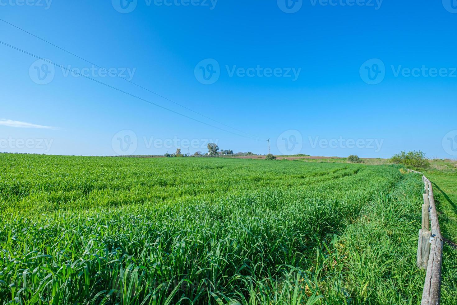 campo sembrado verde rural con cielo azul foto