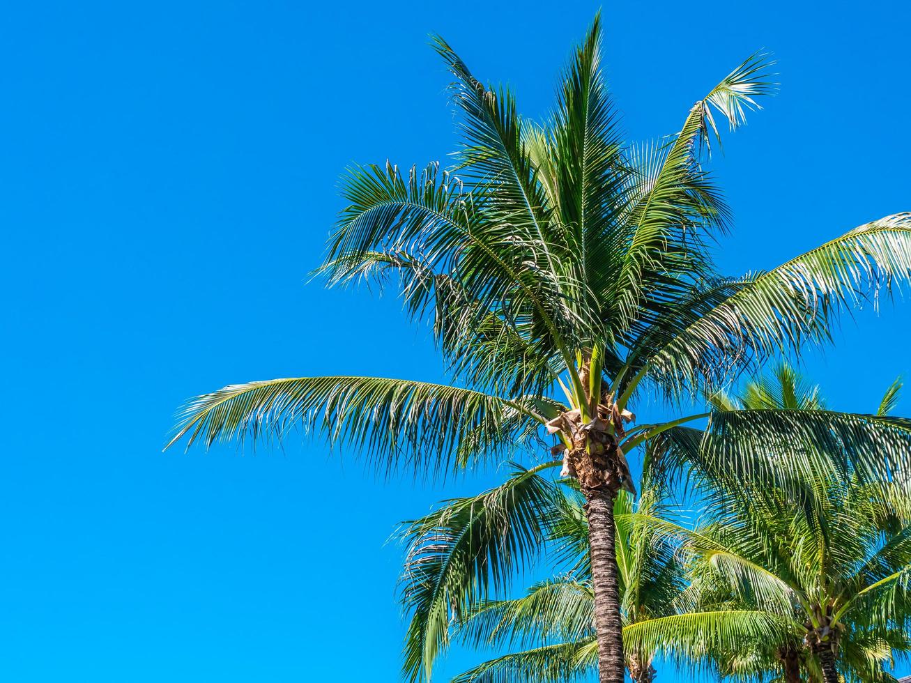 Beautiful tropical coconut palm trees photo