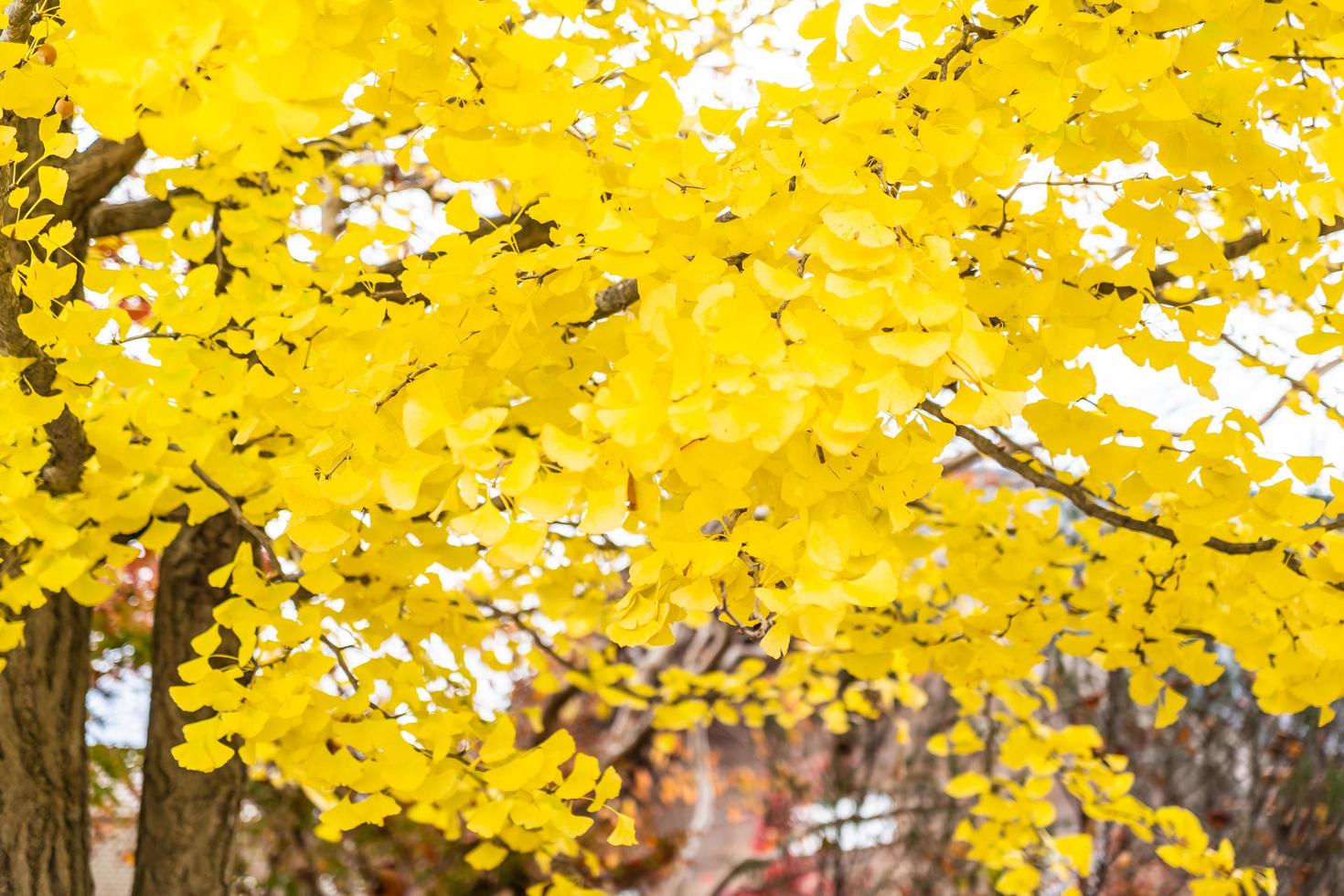 árbol de ginkgo amarillo foto