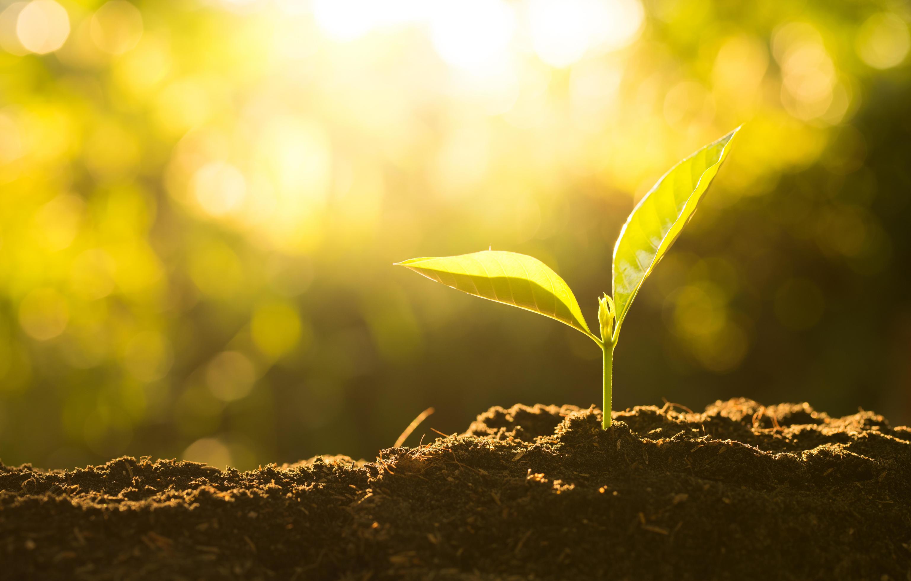 Little plant growing in sunlight 2143029 Stock Photo at Vecteezy