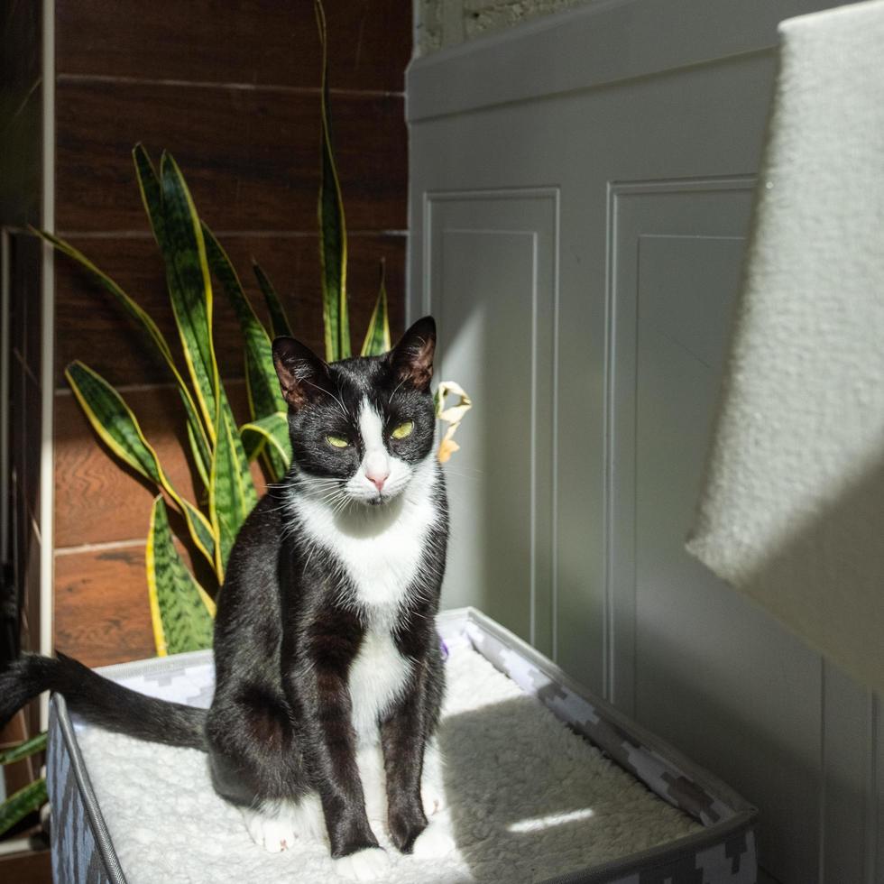 Tuxedo cat in the sun photo