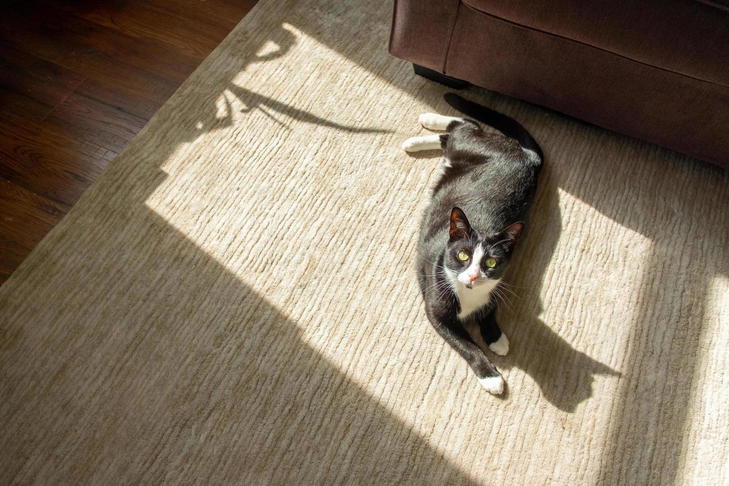 Tuxedo cat in the sun on the floor photo