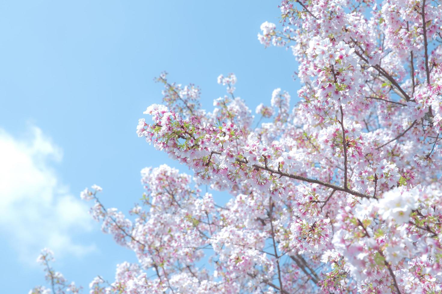 Cherry blossoms against a blue sky photo