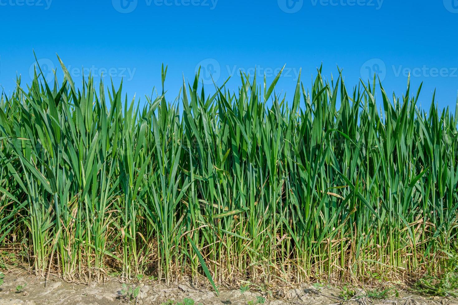 Green corn plants under blue sky photo