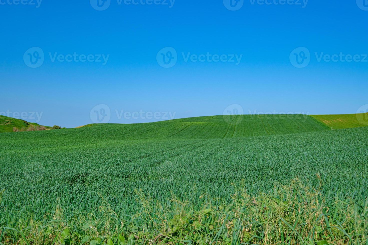 Green sown field with blue sky photo