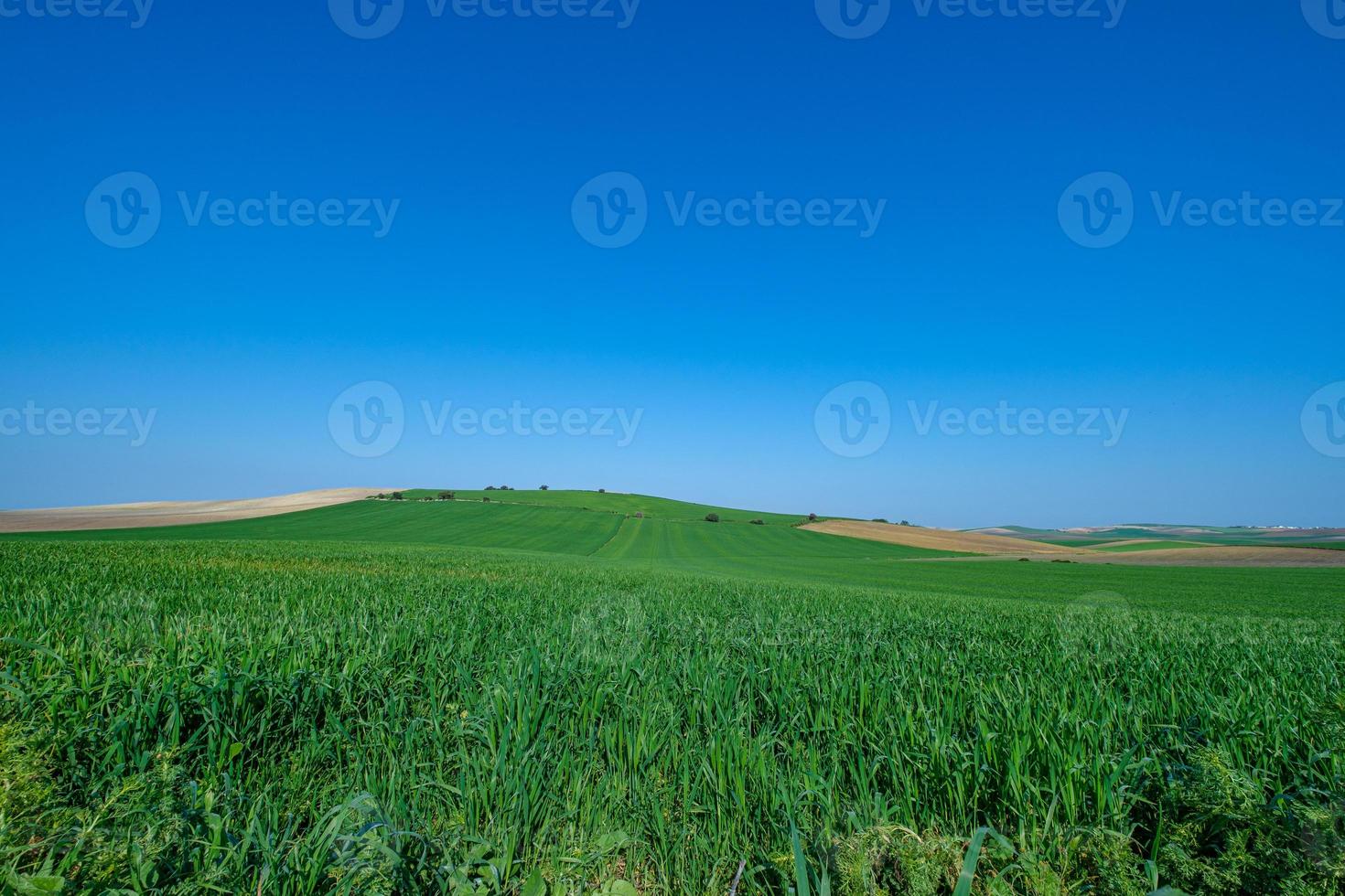 Green grassy field with blue sky photo