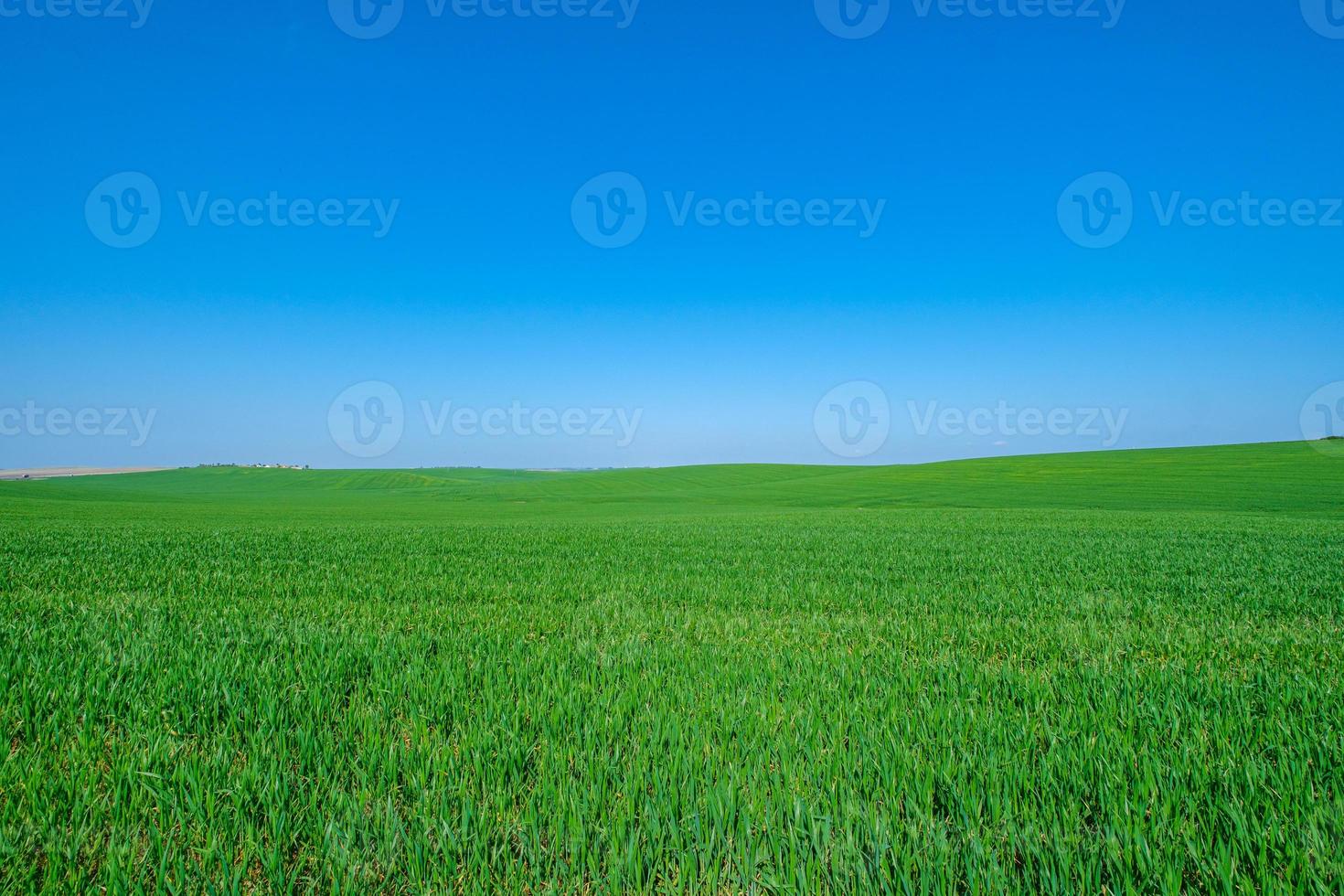 Grassy green field photo