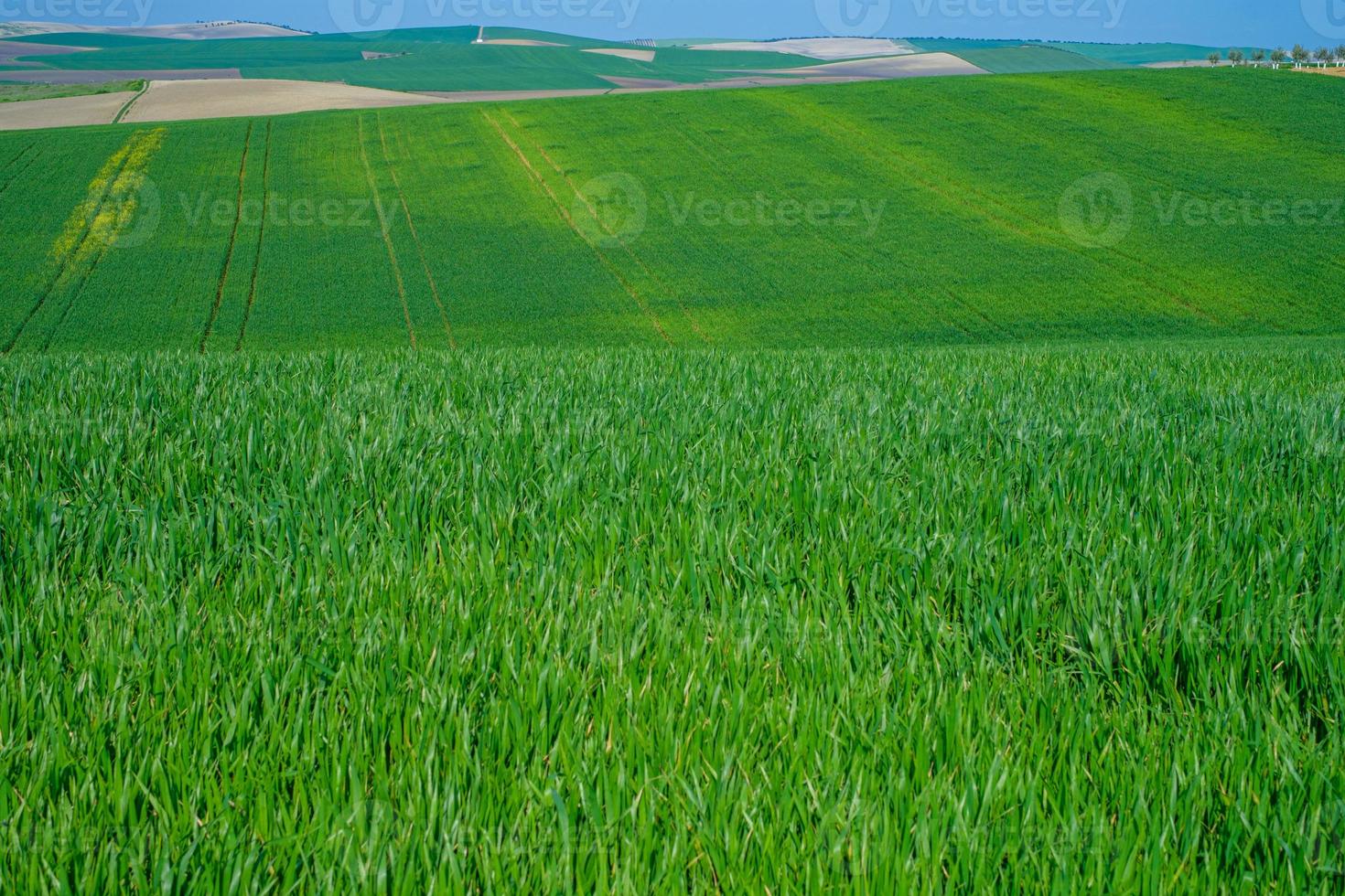Grassy green rural field photo