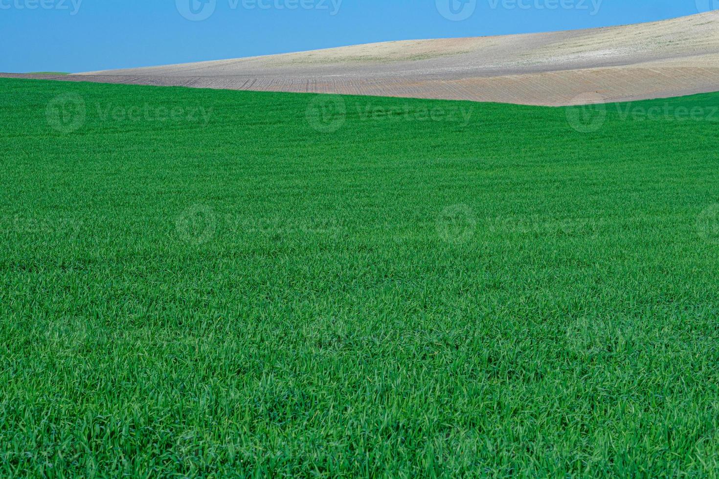 Grassy green rural field photo