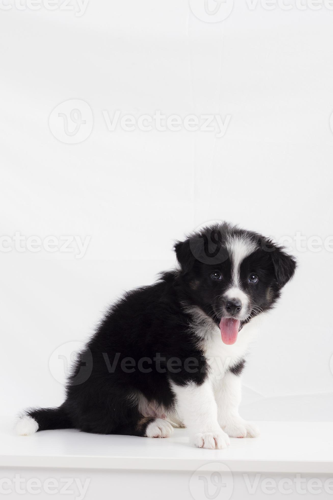 Border Collie puppy photo