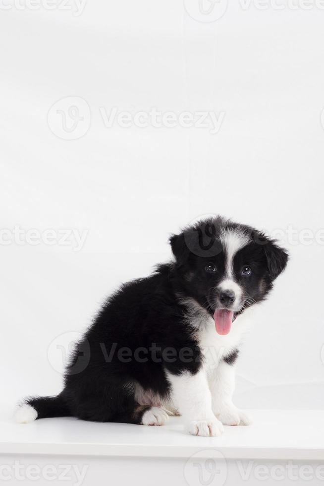 cachorro border collie foto