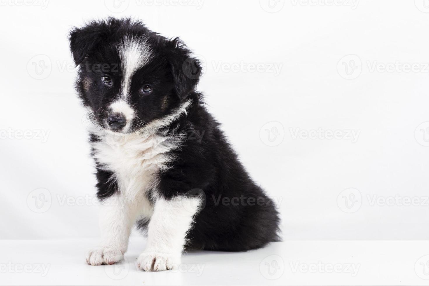 cachorro border collie foto