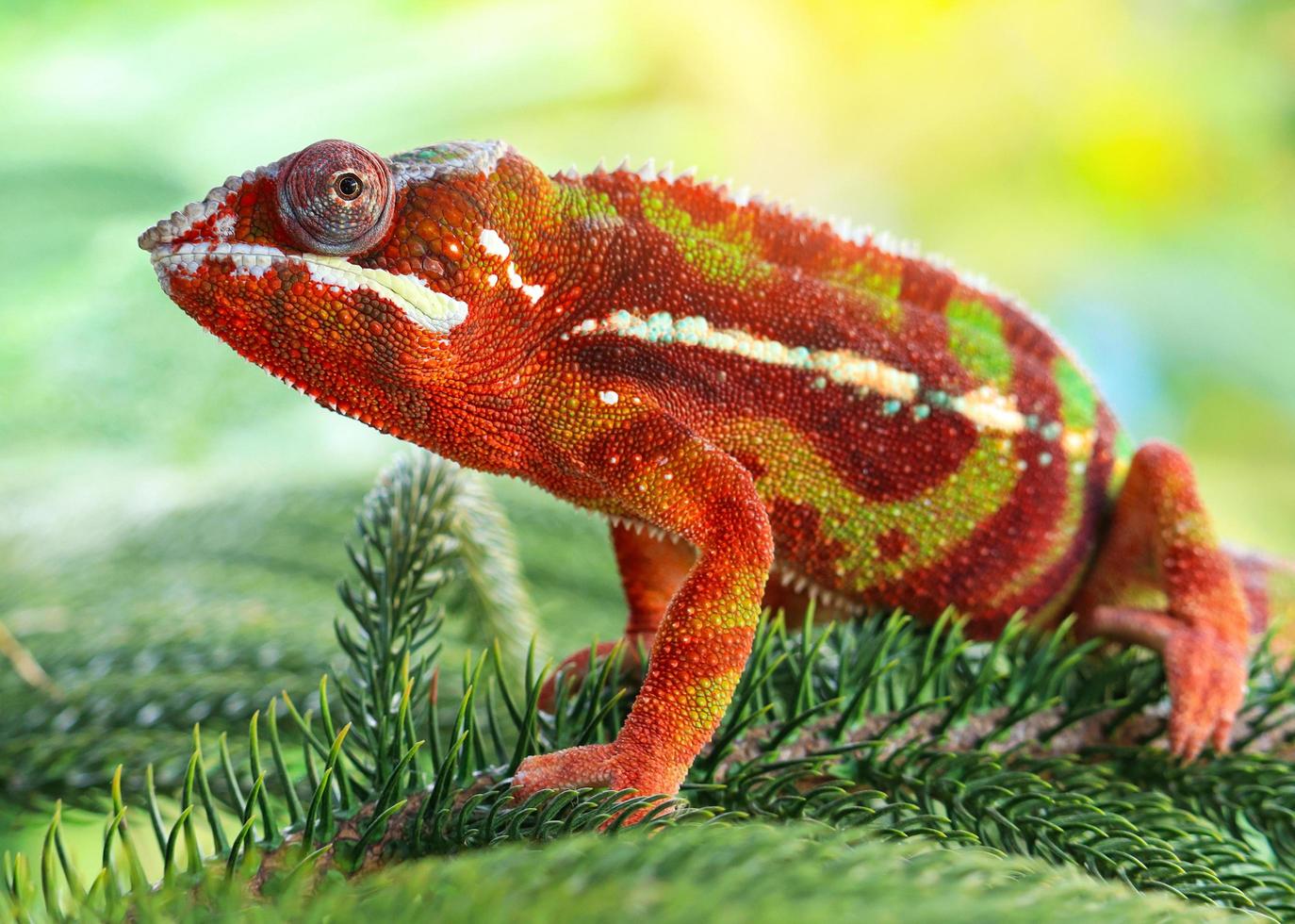 Close-up of a chameleon photo