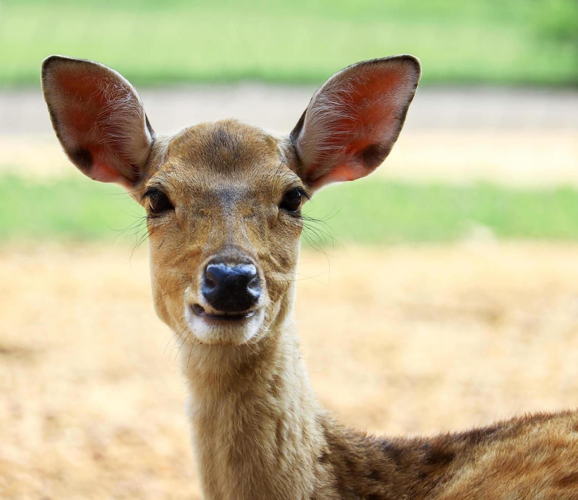 Deer in a grassland photo