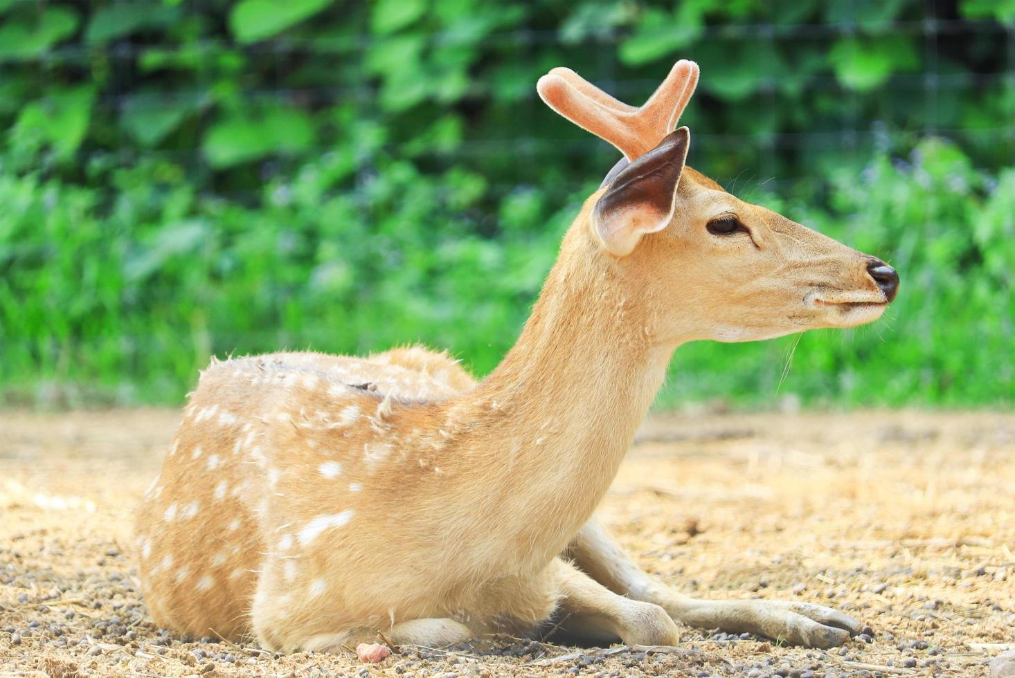 Deer on the ground photo