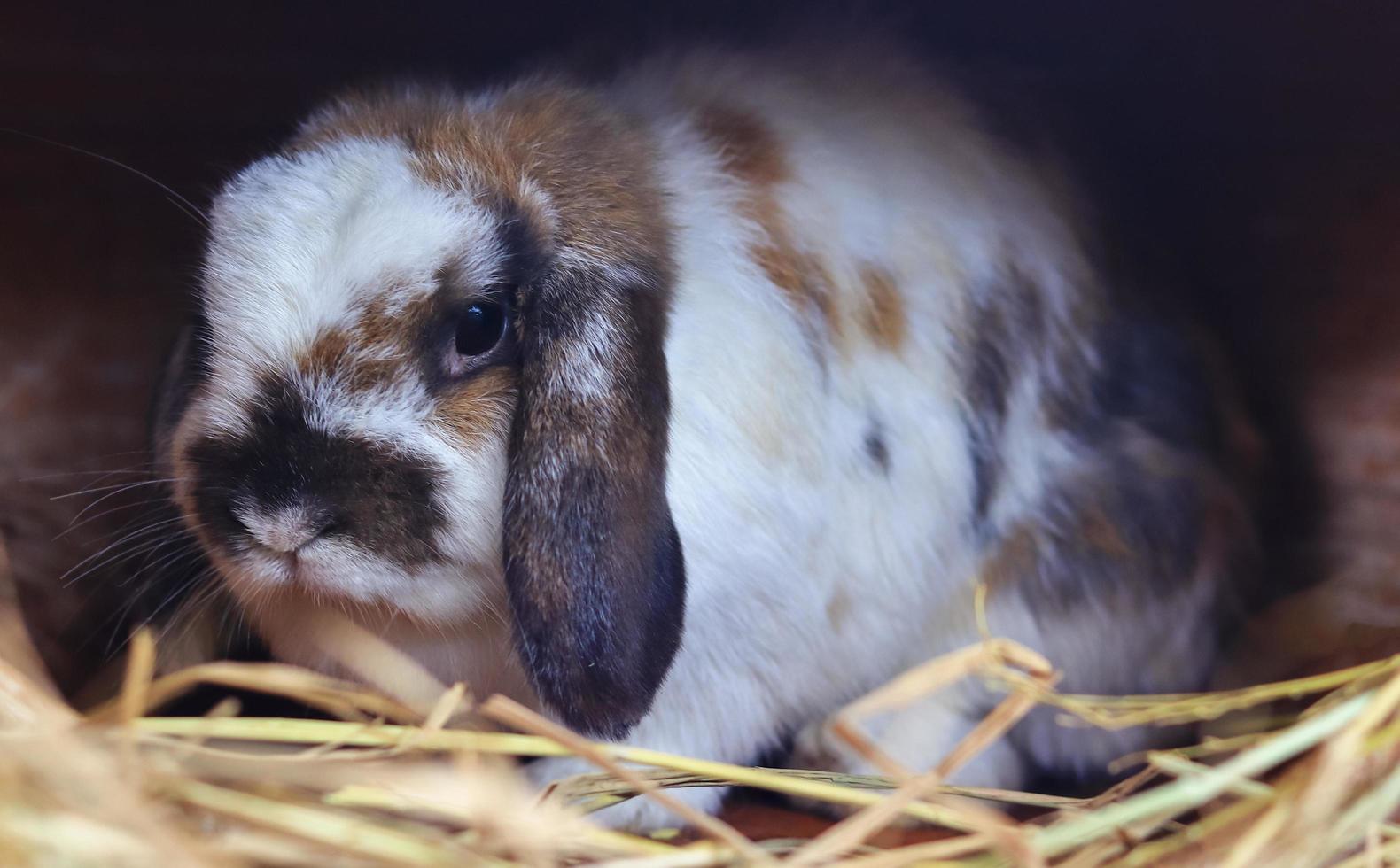 Close-up of a rabbit photo