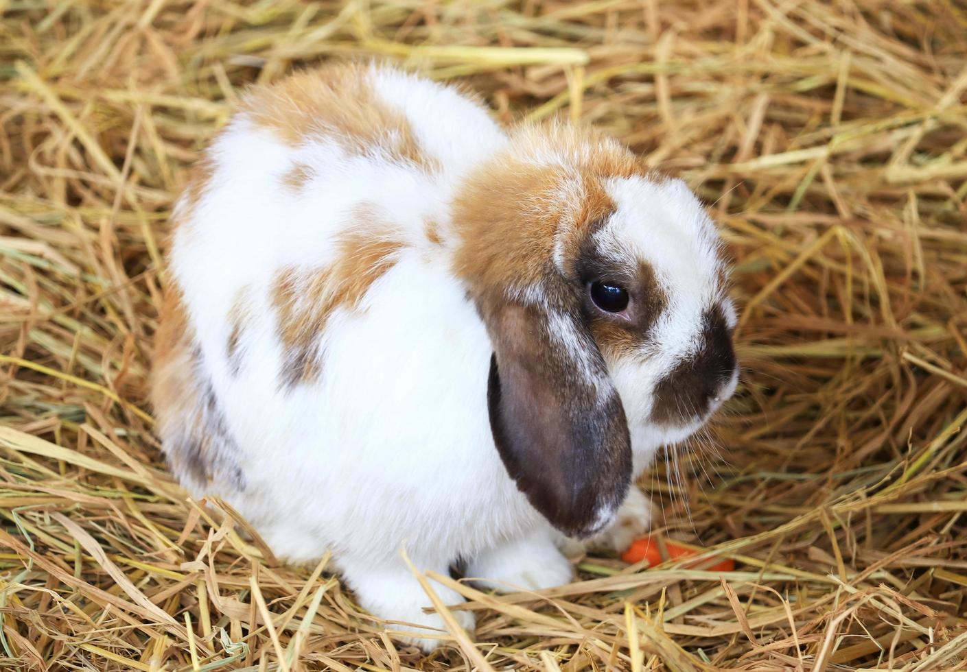 Rabbit in straw photo