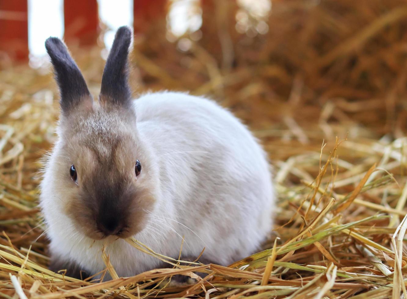 Baby bunny in straw photo