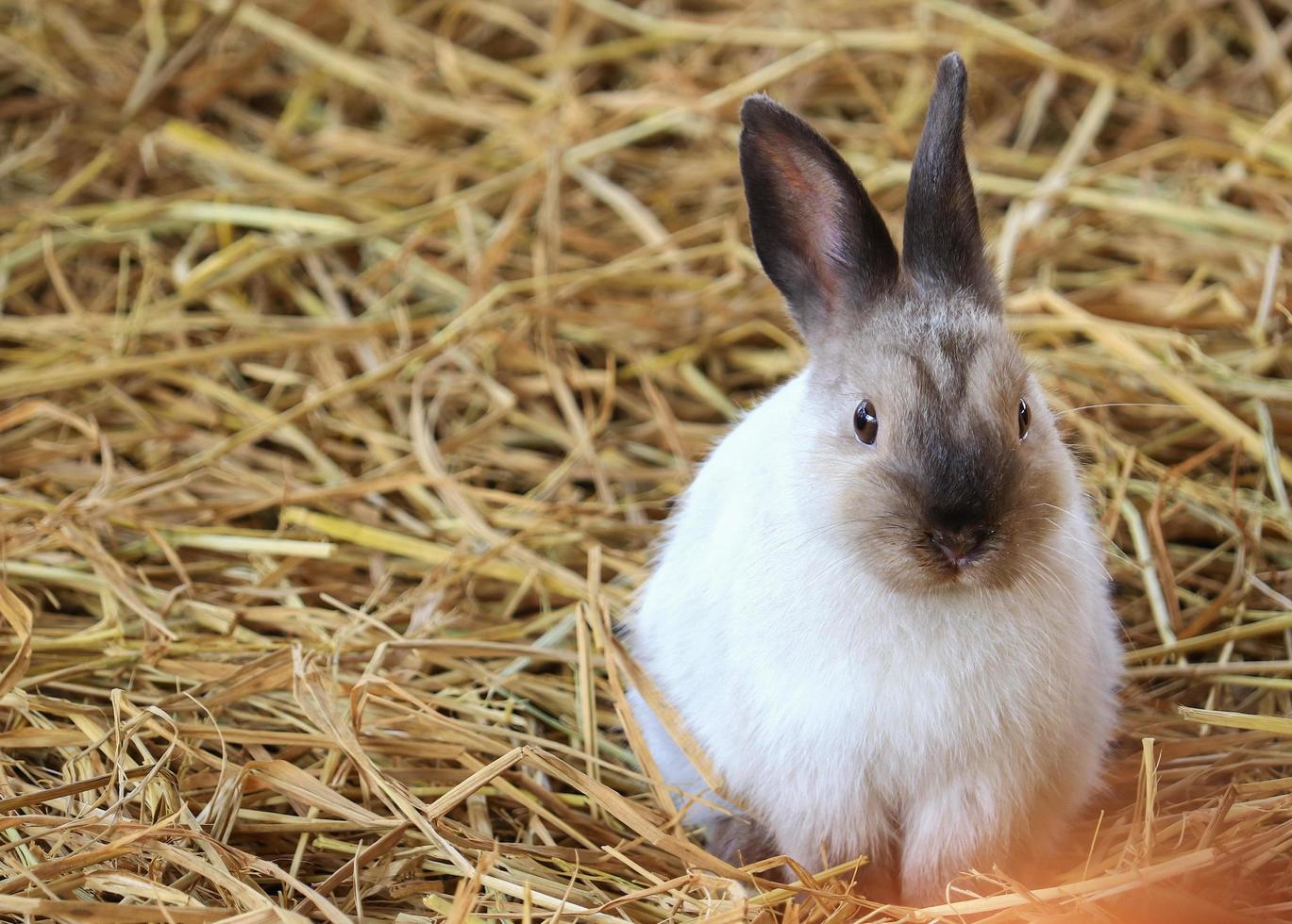 Brown and white rabbit in straw photo