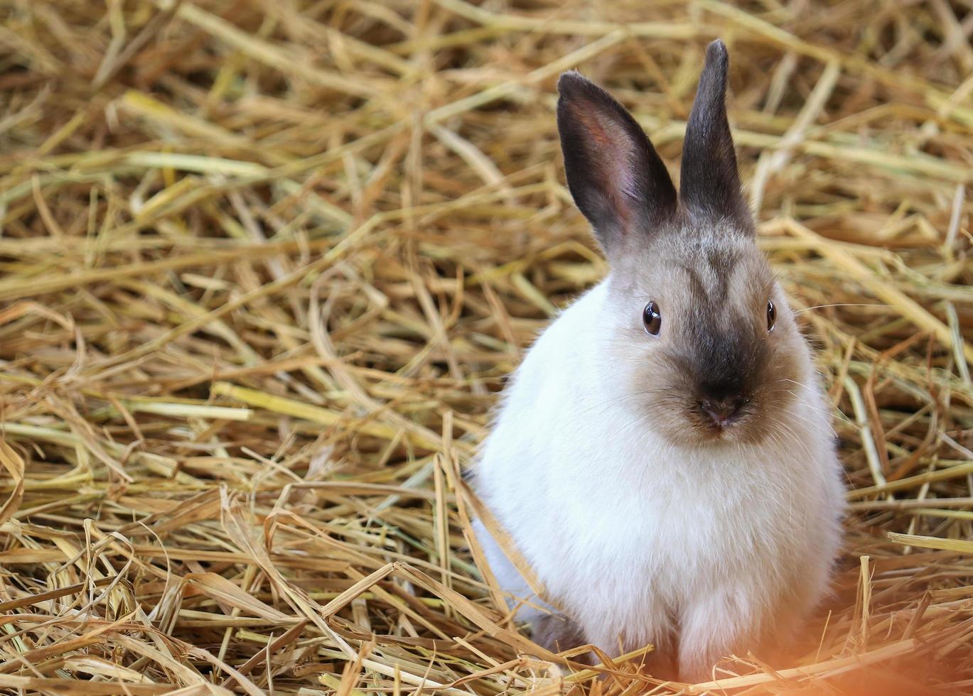 conejo marrón y blanco en paja foto