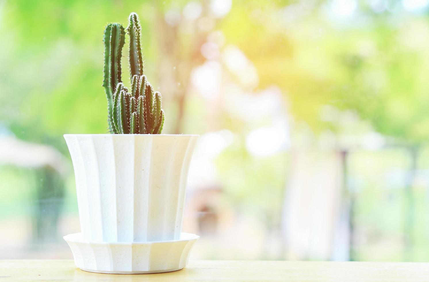 Cactus in a white pot photo