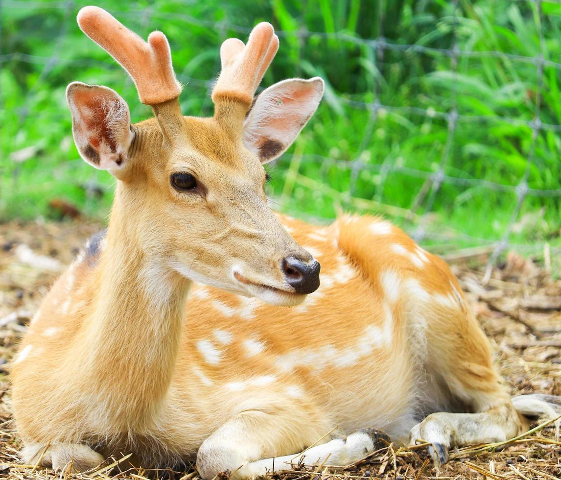 Deer laying on the ground photo