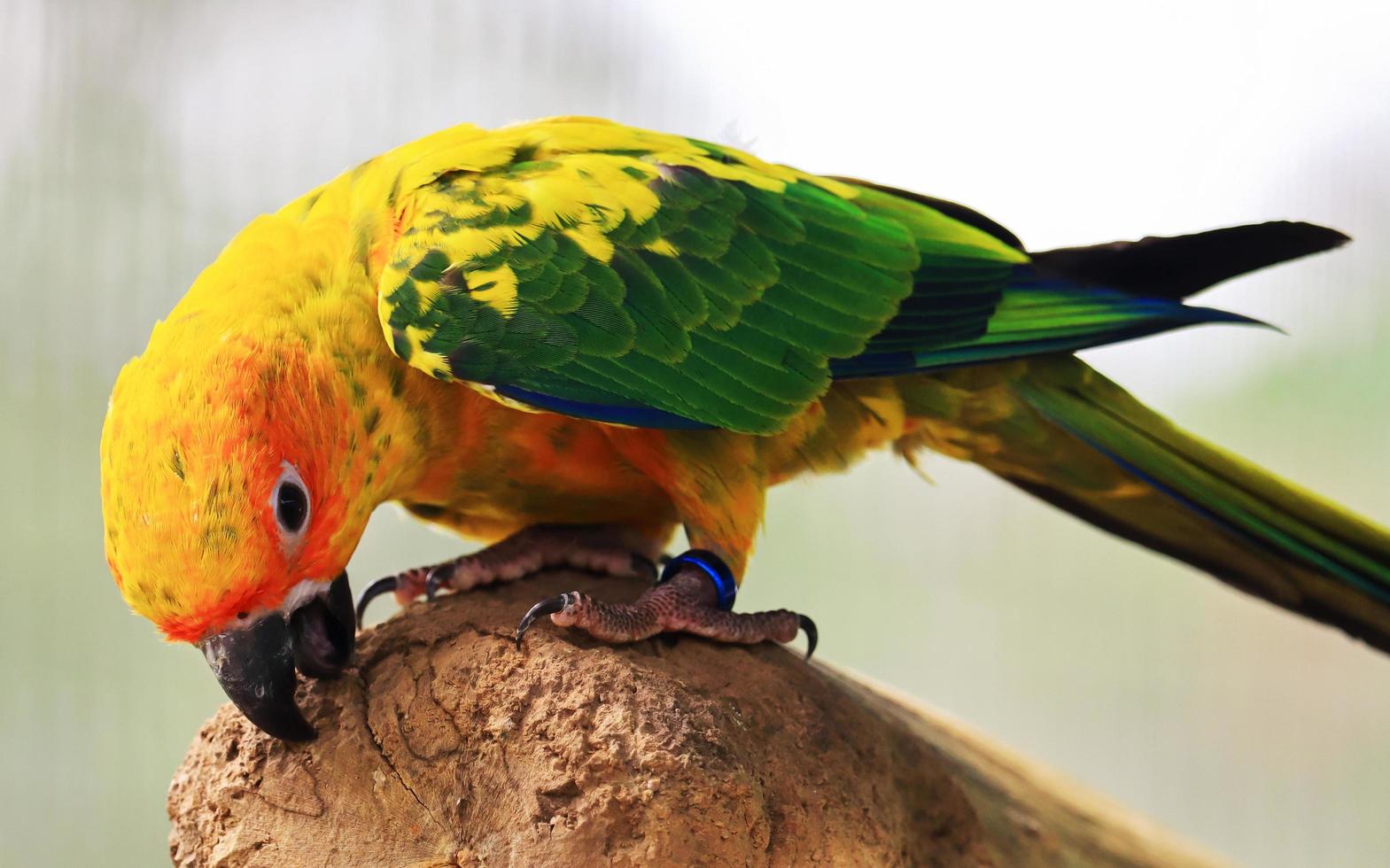 Parrot perched on a branch photo