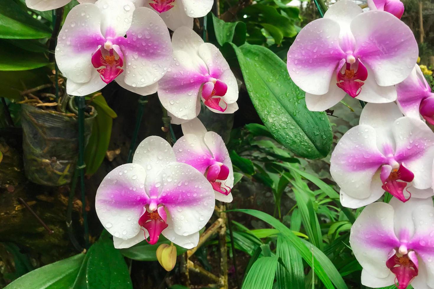 White and pink orchids photo