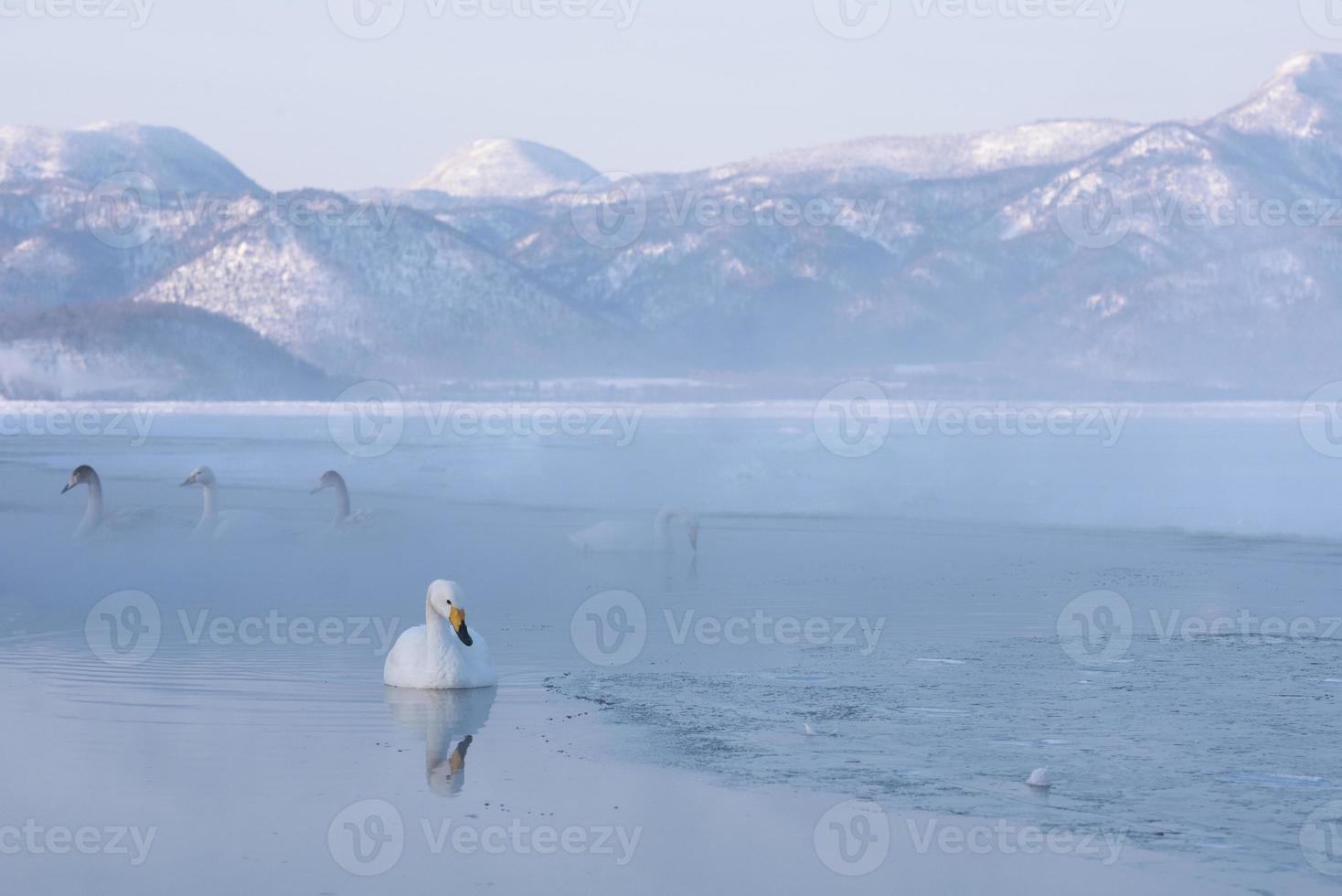 vista de cisnes al amanecer foto