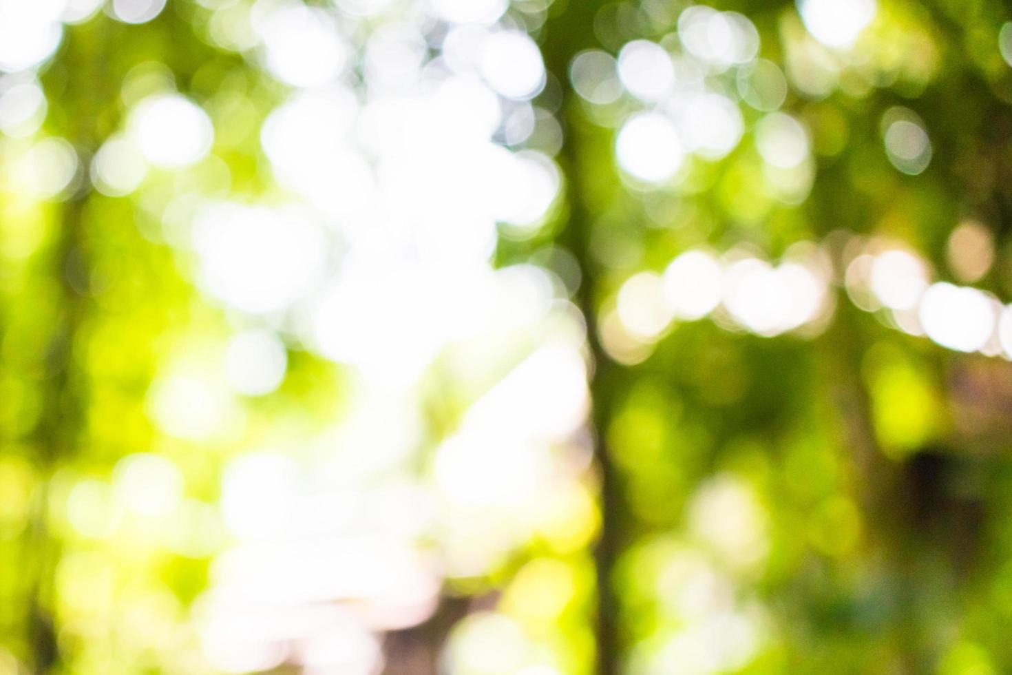 Blurred green leaves outdoors background photo