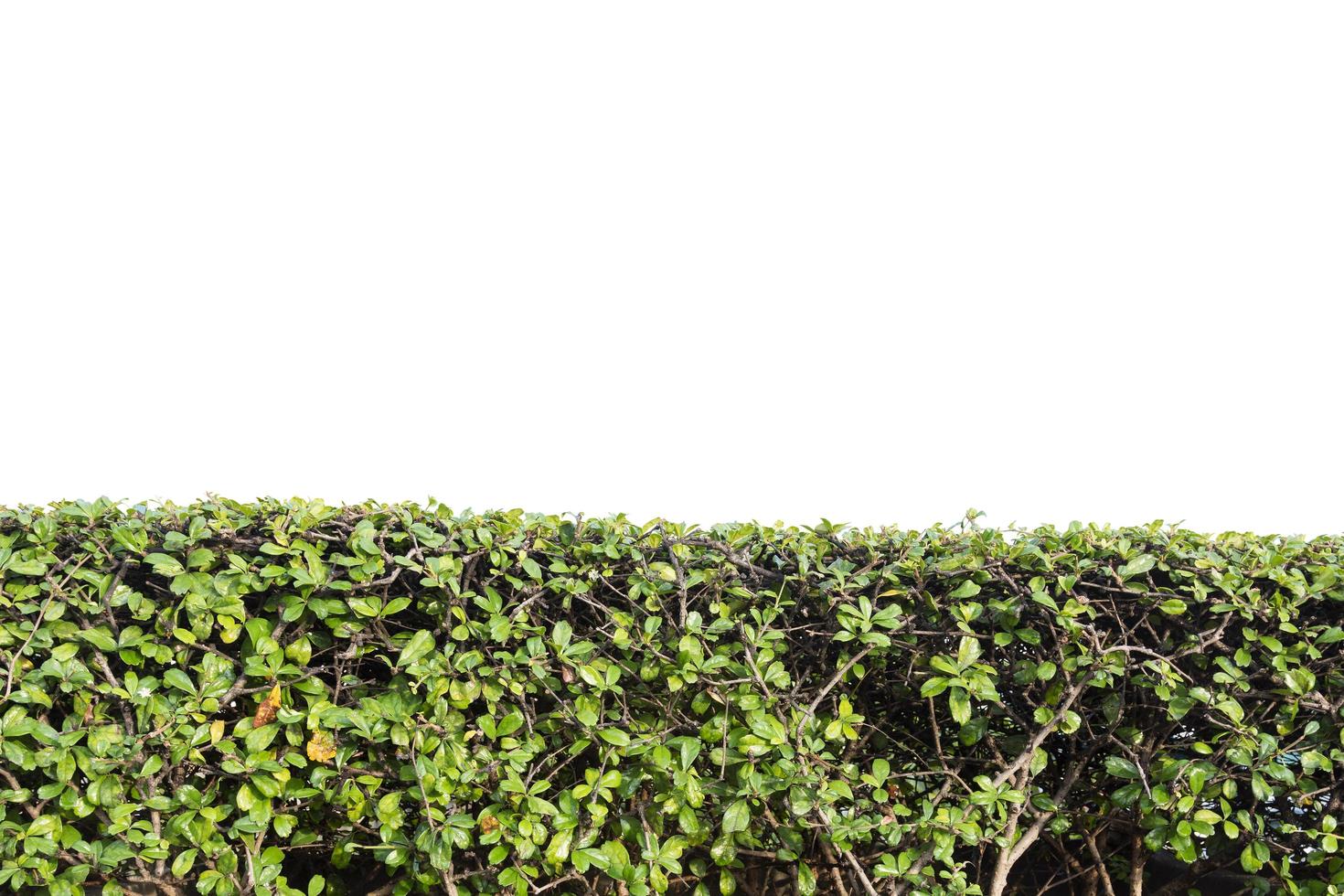Green plant wall isolated on a white background photo