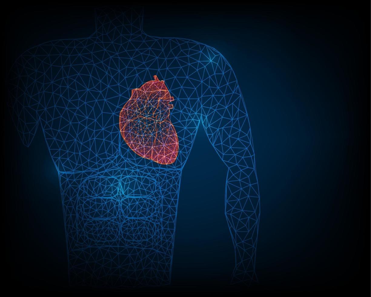 Human heart anatomy stabilizer generates lines and triangles network
