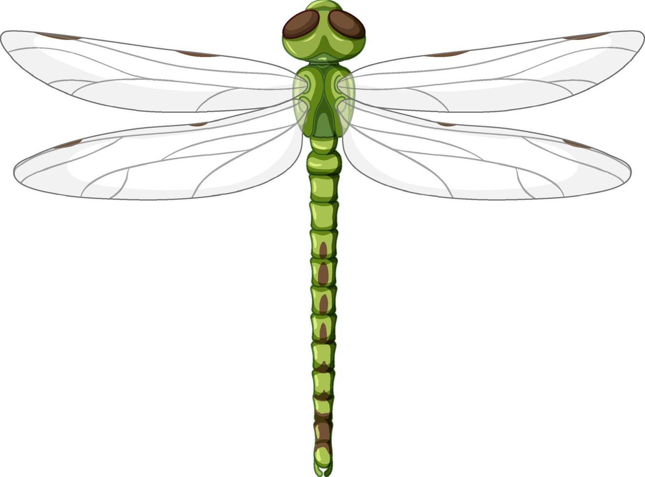 A green dragonfly on white background vector