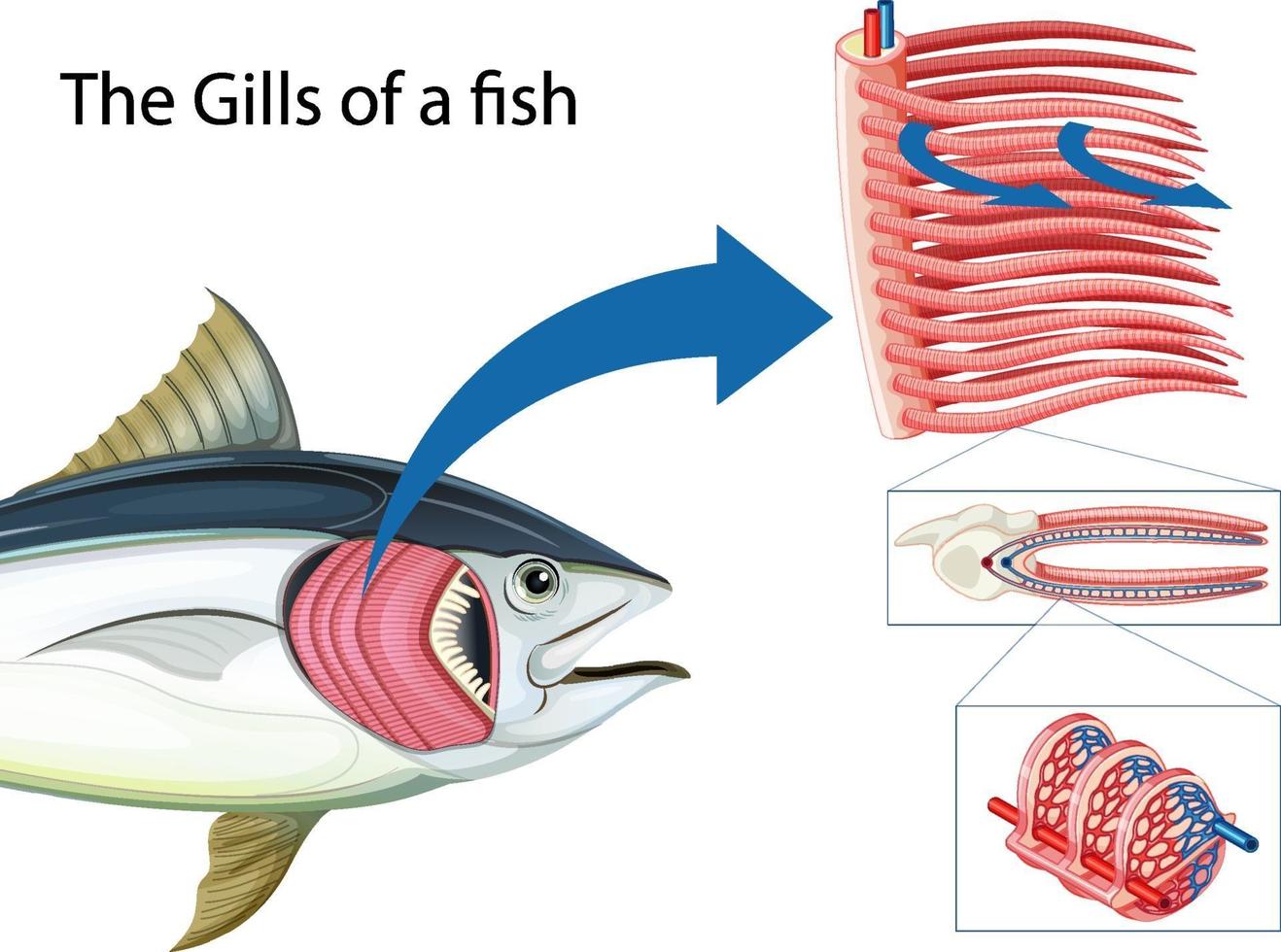 Diagram showing the grills of a fish vector