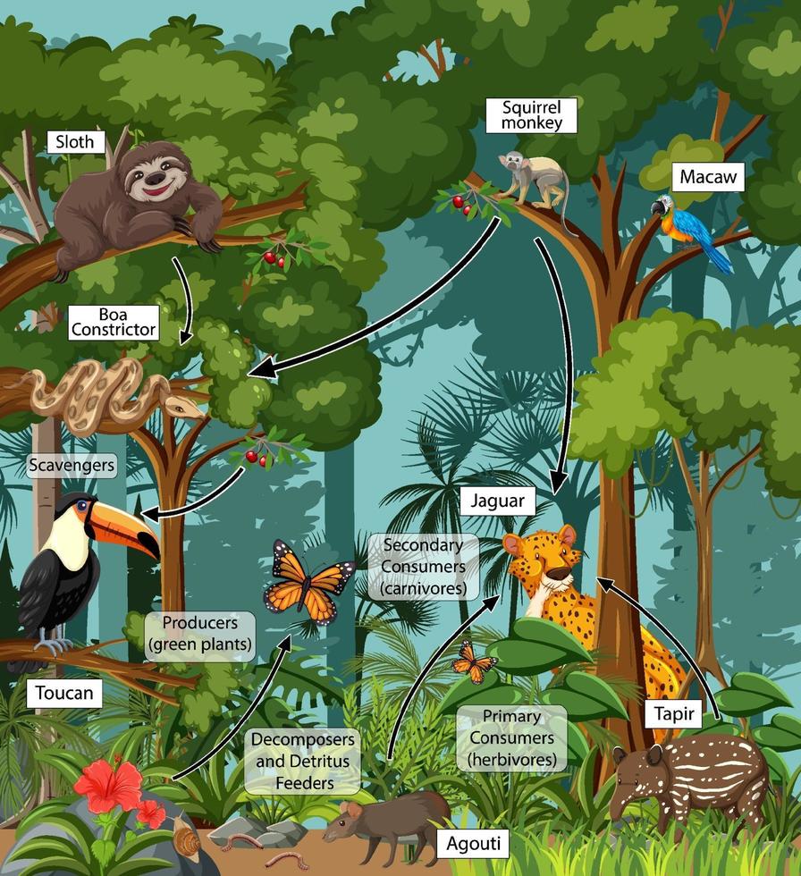 Diagrama que muestra la red alimentaria en la selva tropical. vector