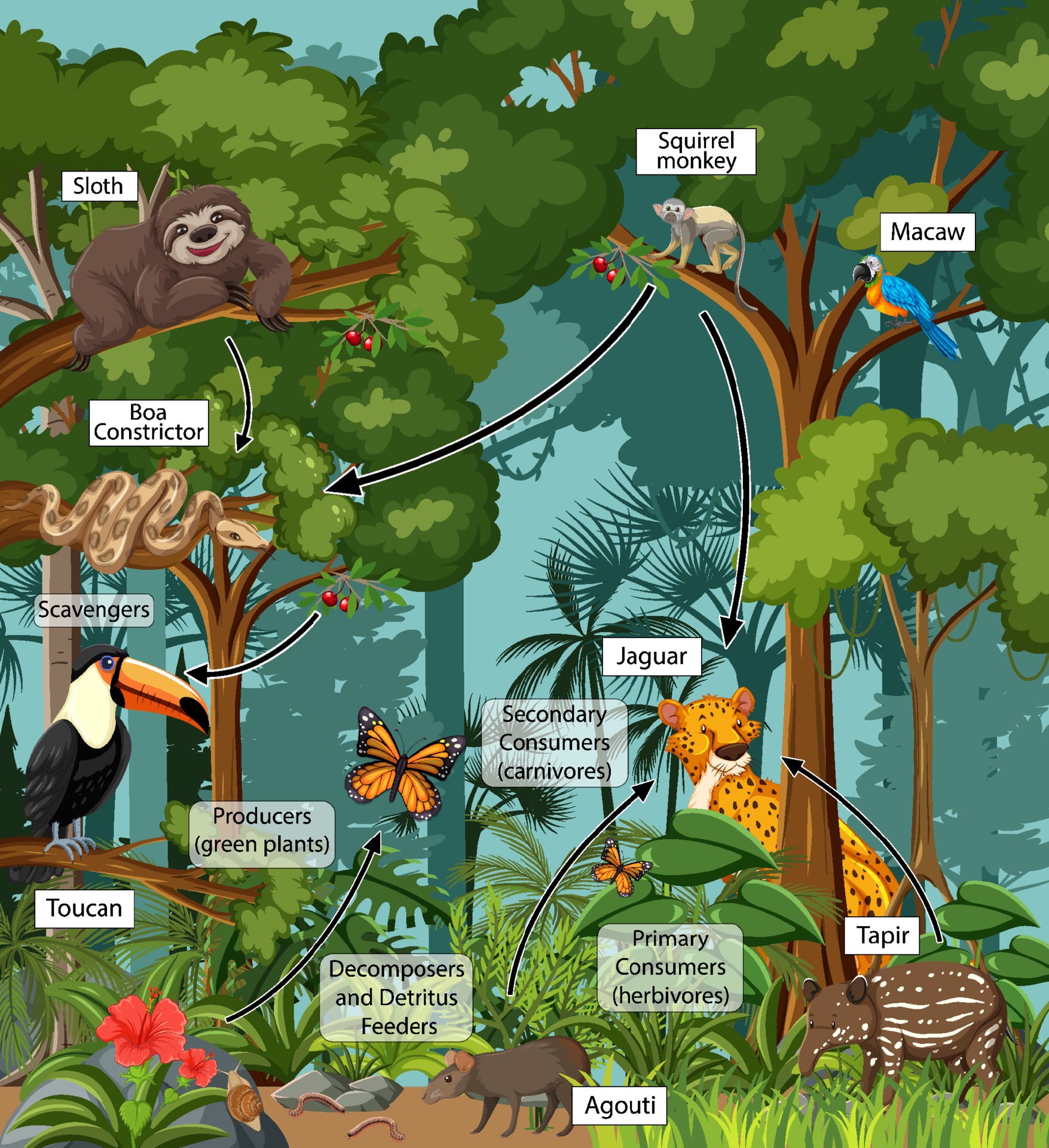 Diagram Showing Food Web In The Rainforest Vector Art At Vecteezy