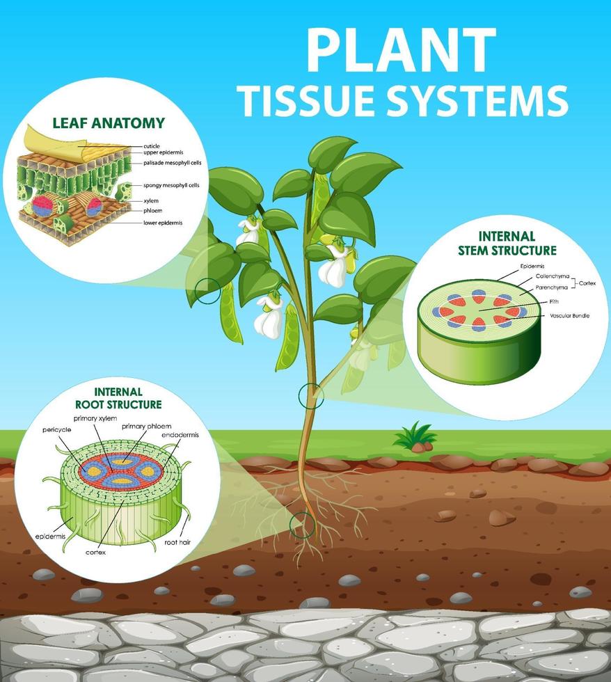 diagrama que muestra los sistemas de tejidos vegetales vector