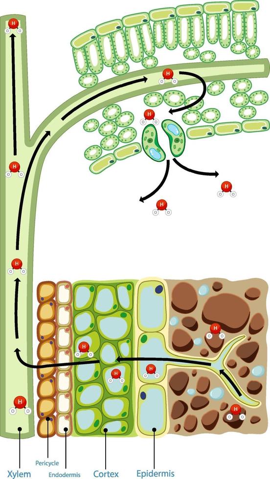 diagrama que muestra la celda de la planta vector