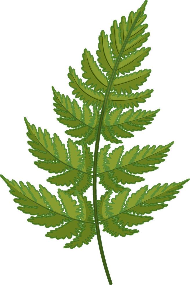 Fern leaf in cartoon style isolated vector