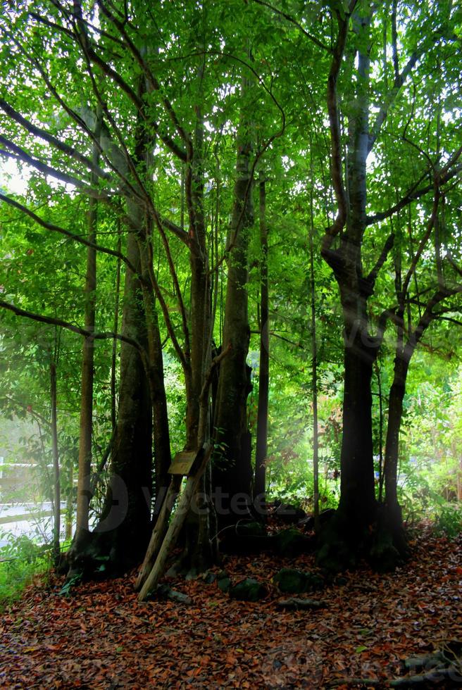 Laurisilva forest in Gran Canaria photo