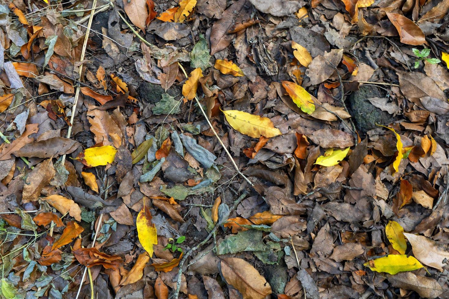 Autumn leaves background in the forest photo