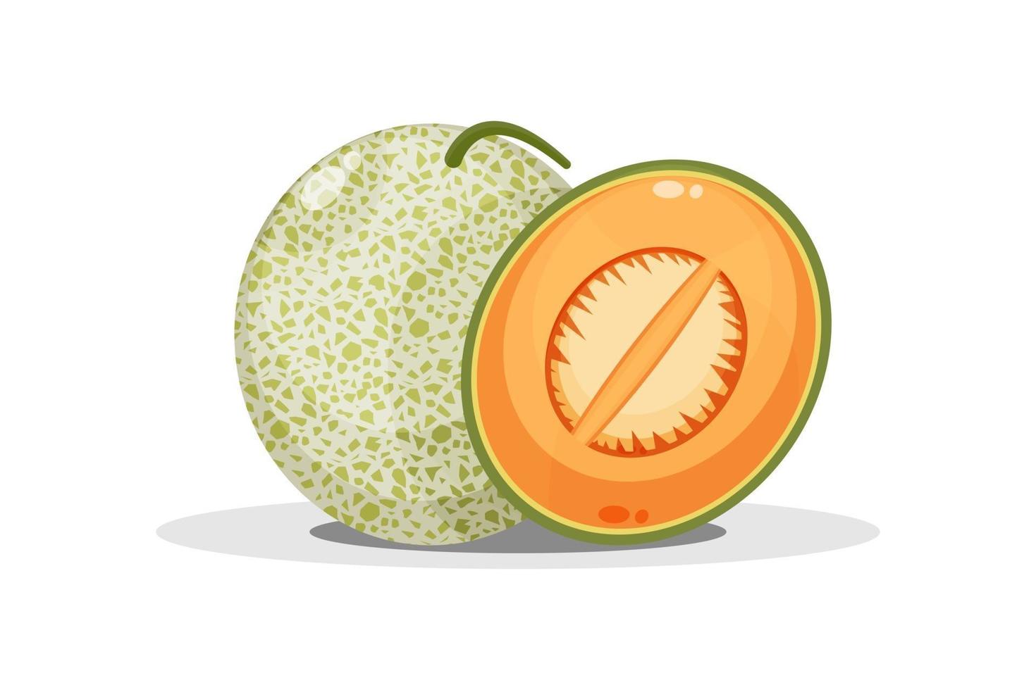 Melon and melon slices vector